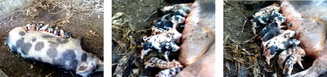 Images of tropical backyard sow and piglets