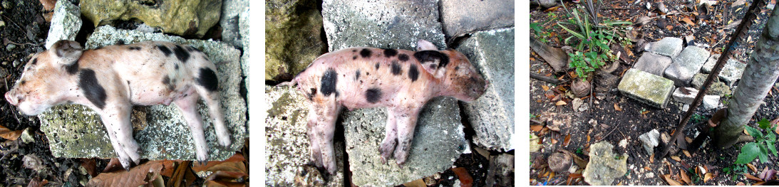 Images of dead tropical backyard
            piglet