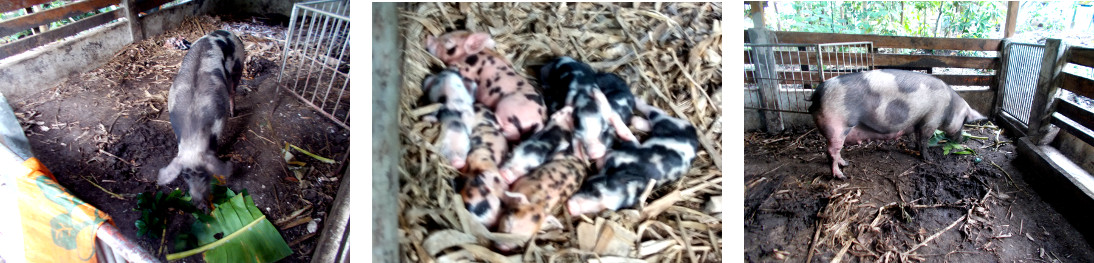 Images of tropical backyard sow with
          piglets