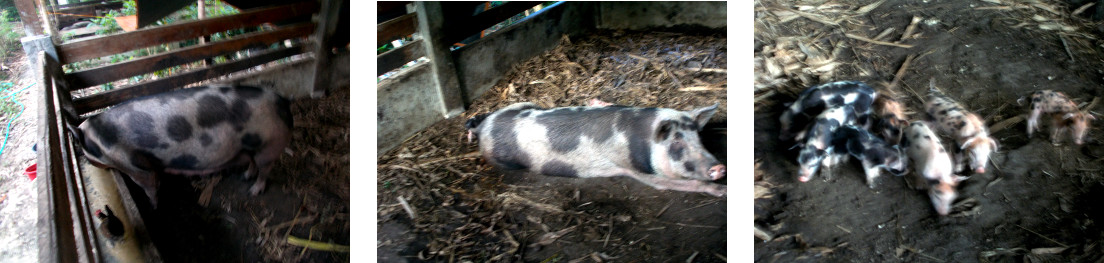 Images of tropical backyard sow with piglets