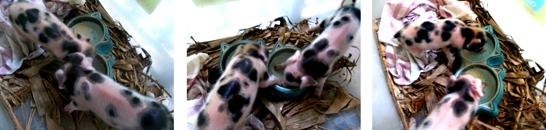 Images of tropical backyard piglets being hand
              raised