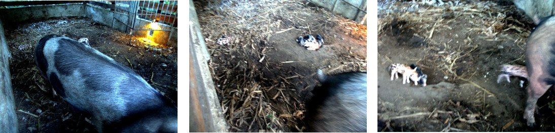 Imagws of tropical backyard piglets
          with sow on the sixth day after birth