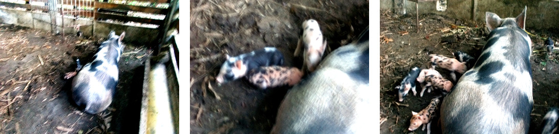 Images of tropical backyard sow with
          piglets -day 7
