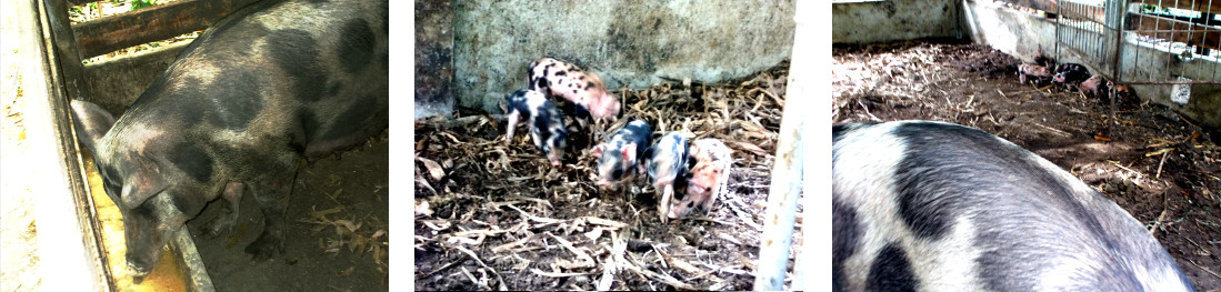 Images of tropical backyard sow with piglets -day 7