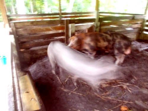 Image of two tropical backyard pigs just before mating