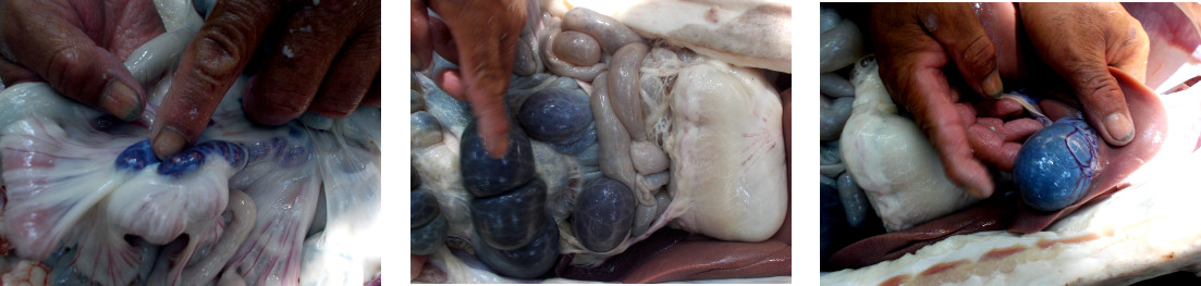 Images of internal
                      abnormalities in Culled sick tropical backyard
                      piglet