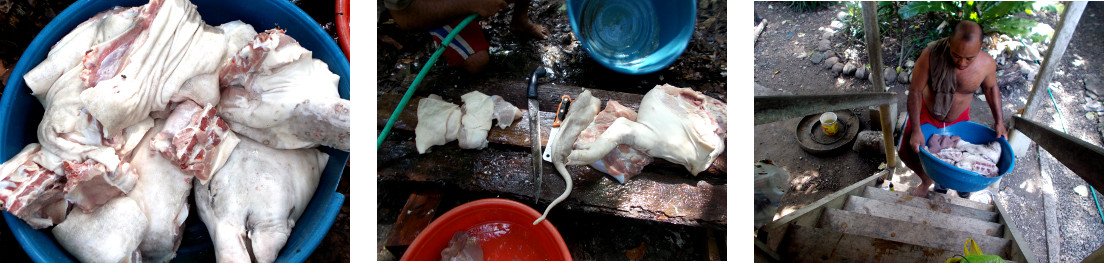 Images of tropical backyard piglet carcass