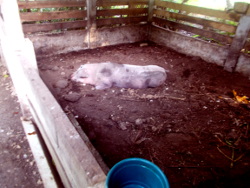 Image of tropical backyard pig shortly
        before death