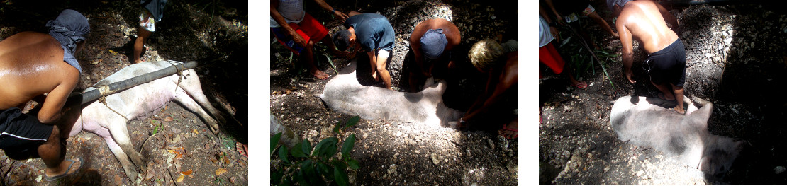 Images of burial of dead
                tropical backyard sow