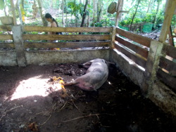 Image of a dest tropical backyard sow