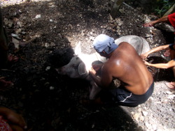 Image of dead tropical backyarrd
            sow being buried