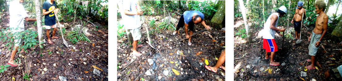 Images of men digging a grave for dead tropical backyard
        sow
