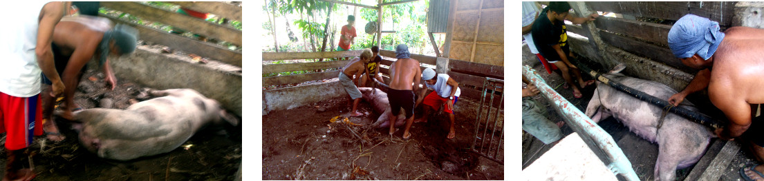 Images of moving a dead tropical
            backyard sow to her grave