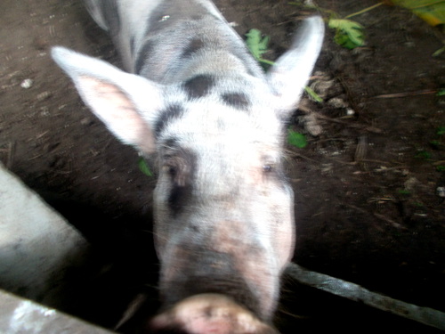 Image of tropical backyard sow's face