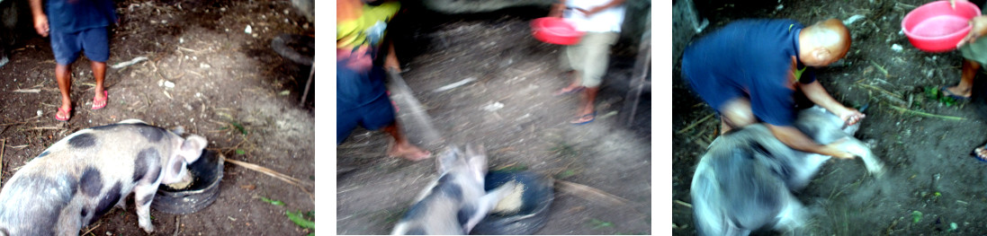 Imags of early morning pig slaughter in tropical
        backyard