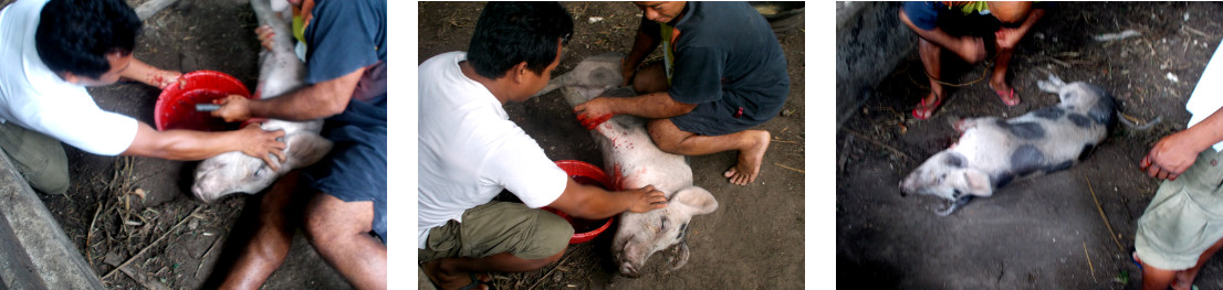 Images of pig being slaughtered in tropical backyard
