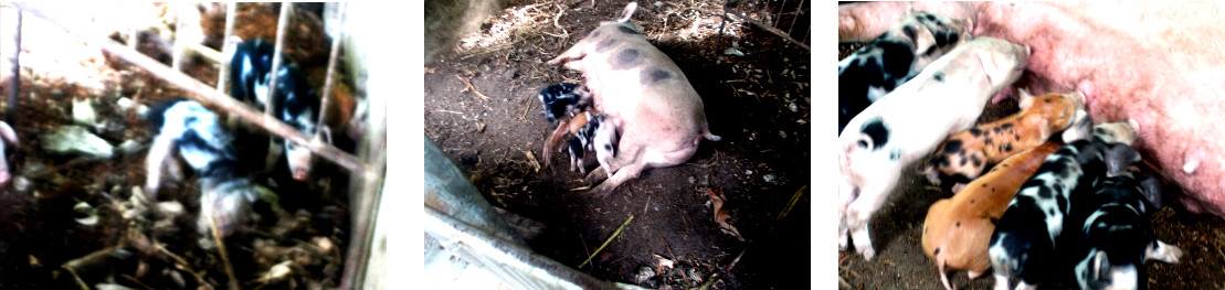 Imagws of tropical backyard sow and piglets on their
            seventh day