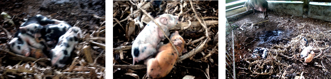 Images of tropical backyard sow and piglets on
                fourth day