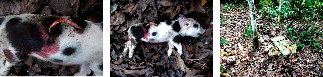 Images of tropical backyard piglet killed by mother
            standing on it