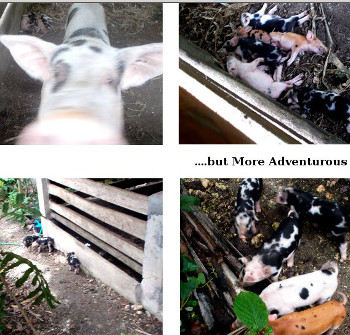 Visual
          Link to "No.Three's Fifth Farrowing"