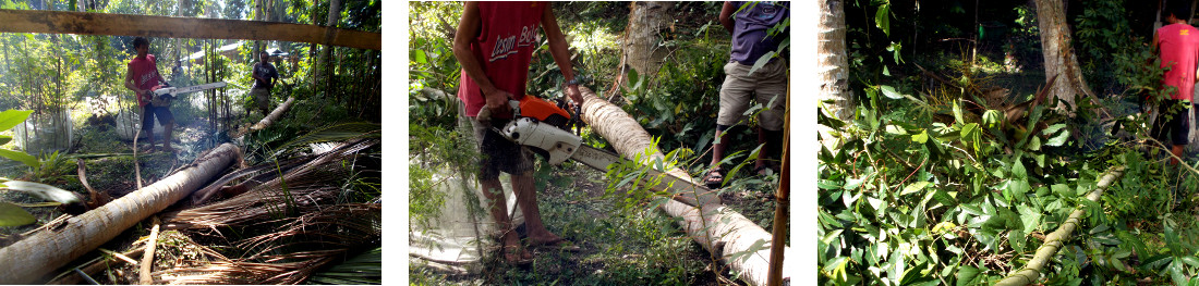 Imagws of recently felled trees
            being cut up in tropical backyard