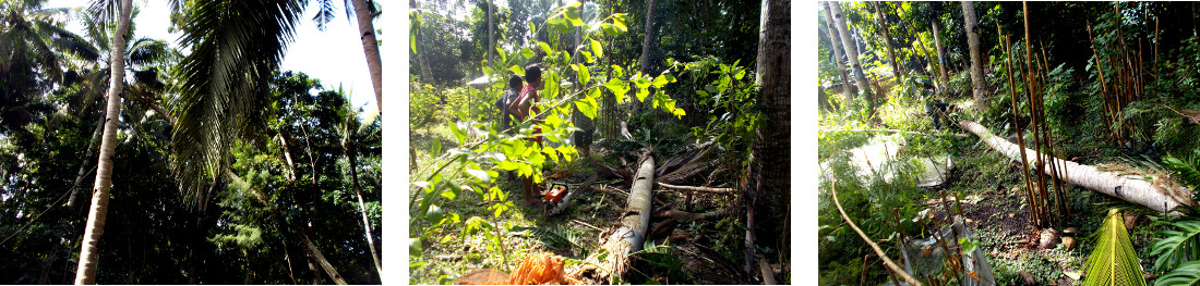 Images of coconut tree in tropical backyard being
        felled