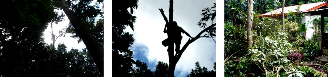 Images of tree cutting in tropical backyard