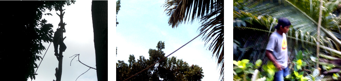 Images of tree being felled in tropical
                  backyard