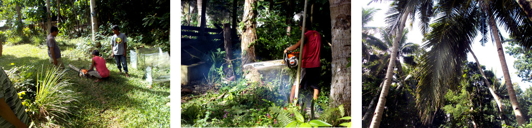 Imagws of tropical backyard tree being felled