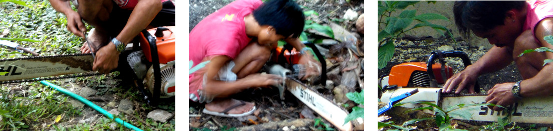 Images of man sharpening chain saw in
        tropical backyard